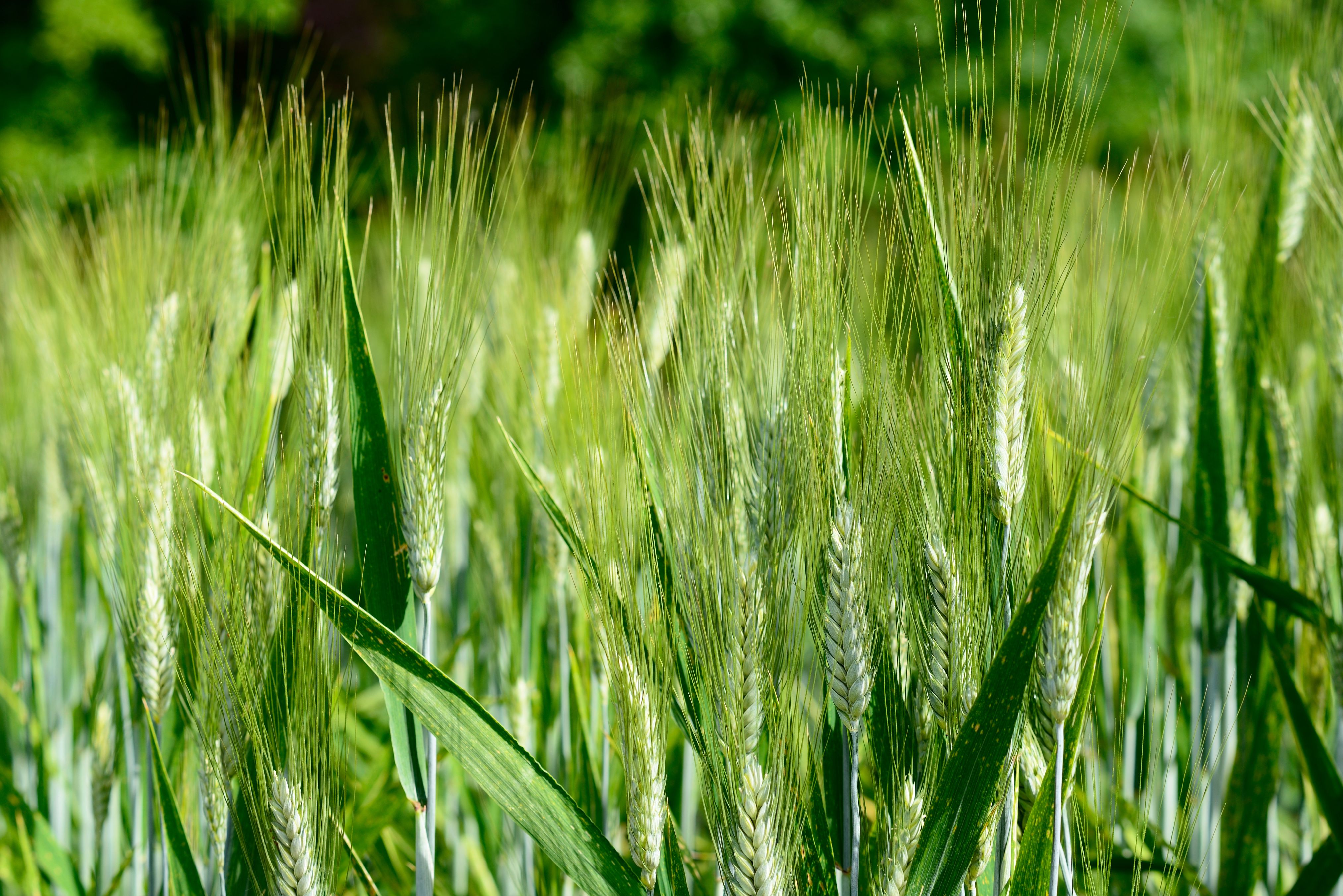 Grünkern | Freekeh | REISHUNGER